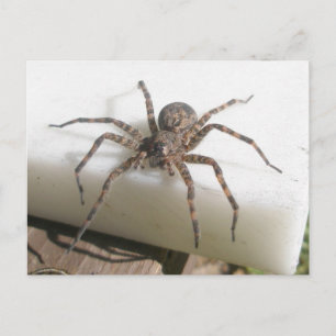 Dolomedes Female vykort