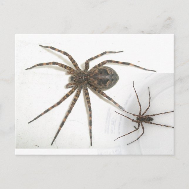 Dolomedes Male & Female Spiders Vykort (Framsida)