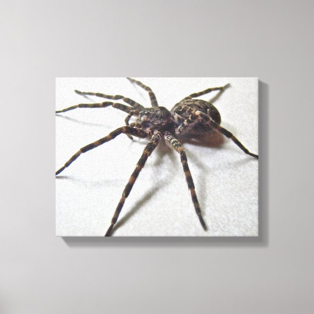 Dolomedes tenebrosus - Fiskespider Canvastryck (Framsida)