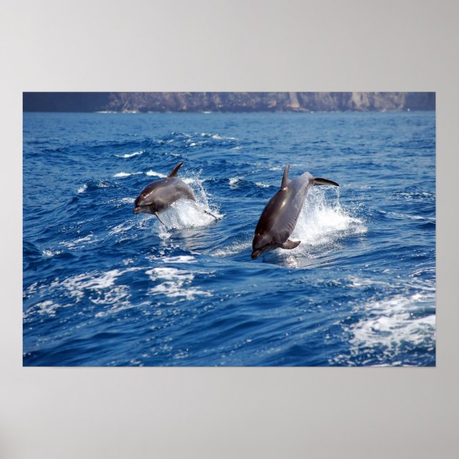 Dolphin Äventyr Poster (Framsidan)
