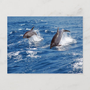Dolphin Äventyr Vykort