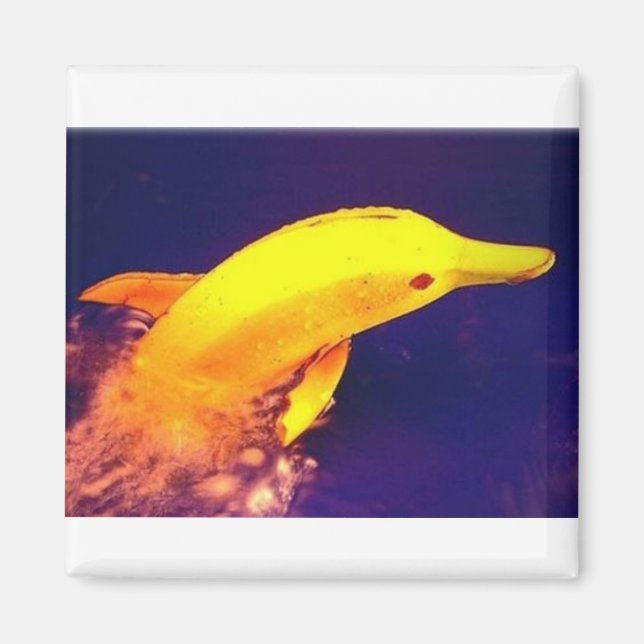 Dolphin Banana Magnet (Framsidan)