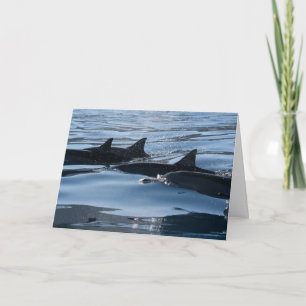 Dolphin Birthday Kort