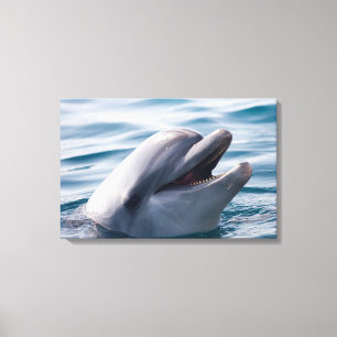 Dolphin Canvastryck