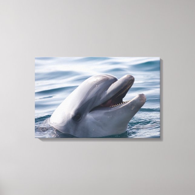 Dolphin Canvastryck (Framsida)