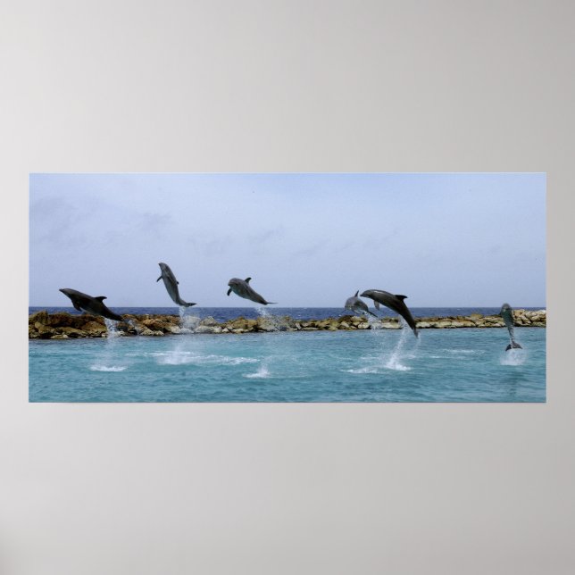 Dolphin Dance Poster (Framsidan)