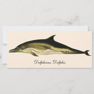 Dolphin Delphinus Delphis, Vintage Marine Mammals