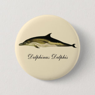 Dolphin Delphinus Delphis, Vintage Marine Mammals Knapp