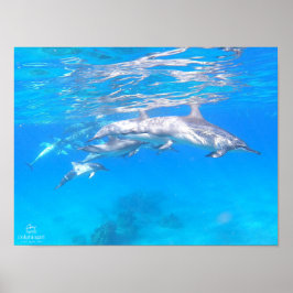 "Dolphin Family" Poster