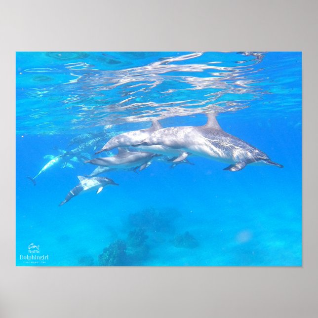 "Dolphin Family" Poster (Framsidan)