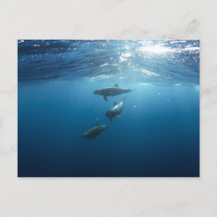 Dolphin Family Vykort