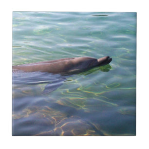 Dolphin för Cute Swimming Kakelplatta