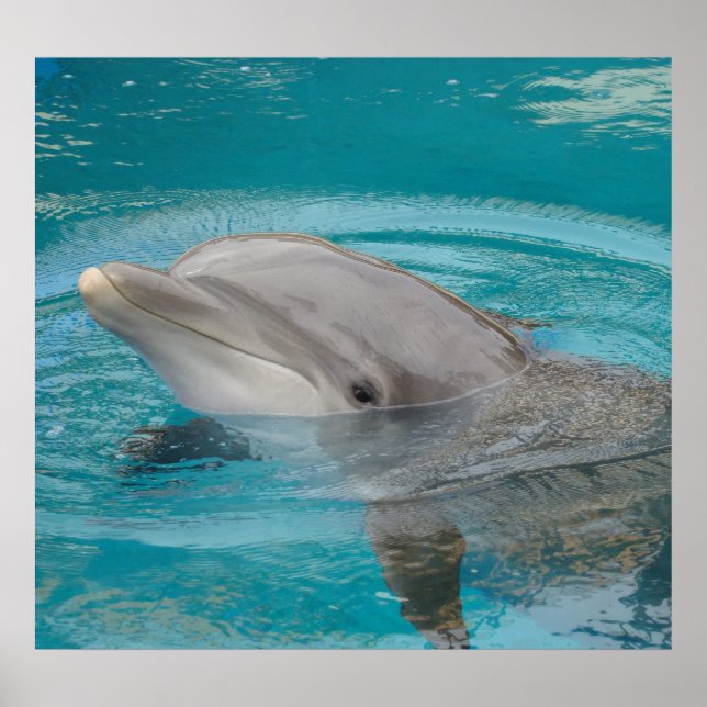 Dolphin Friend Poster (Framsidan)