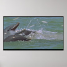 Dolphin-frukost poster