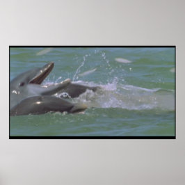 Dolphin-frukost poster