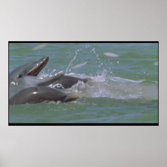 Dolphin-frukost poster (Framsidan)