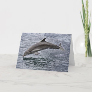 Dolphin-hälsningskort Kort