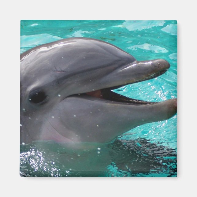 Dolphin head in aquamarine vatten magnet (Framsidan)