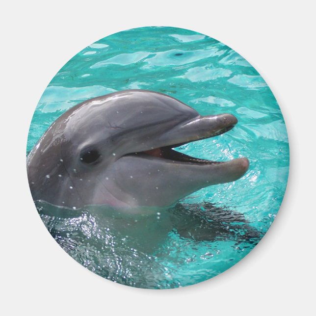 Dolphin head in aquamarine vatten magnet (Framsidan)