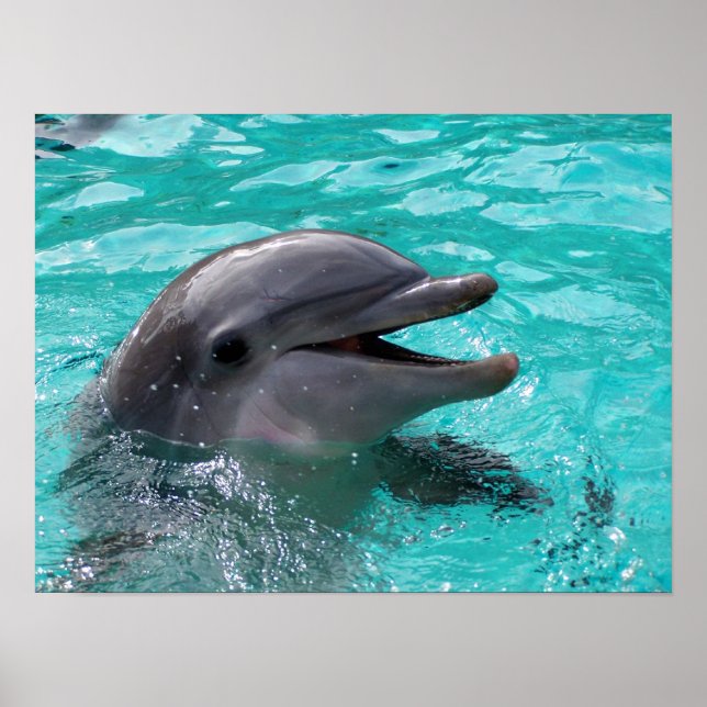 Dolphin head in aquamarine vatten poster (Framsidan)
