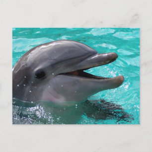 Dolphin head in aquamarine vatten vykort