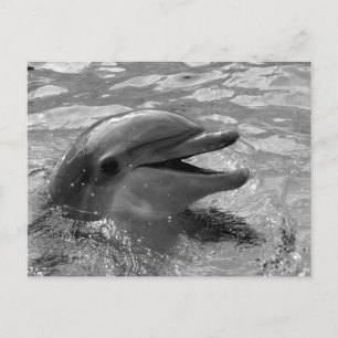 Dolphin head in vatten mouth open Black and White Vykort