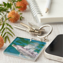 Dolphin i Milford Ljud, Nya Zeeland