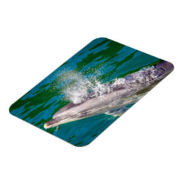 Dolphin i Milford Ljud, Nya Zeeland Magnet