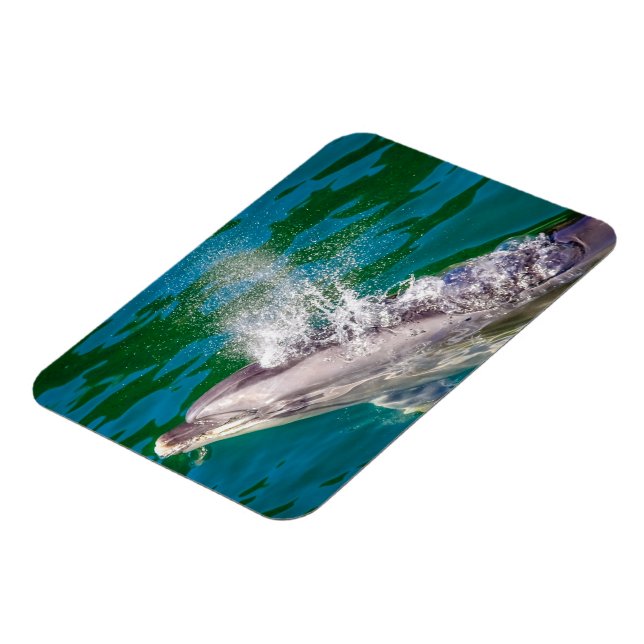 Dolphin i Milford Ljud, Nya Zeeland Magnet (Vänstra Sidan)