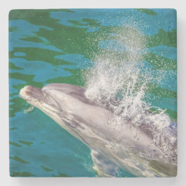 Dolphin i Milford Ljud, Nya Zeeland Stenunderlägg