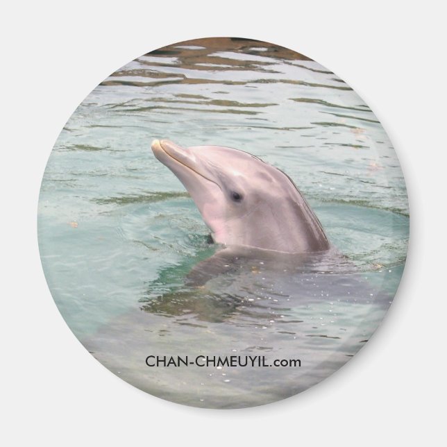 Dolphin Magnet (Framsidan)