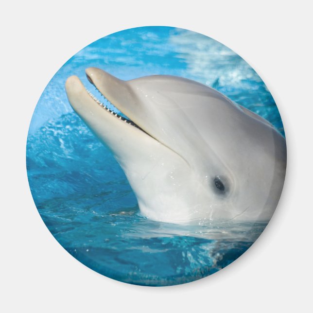 Dolphin Magnet (Framsidan)
