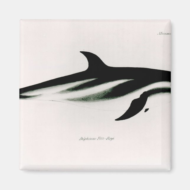 Dolphin Magnet (Framsidan)