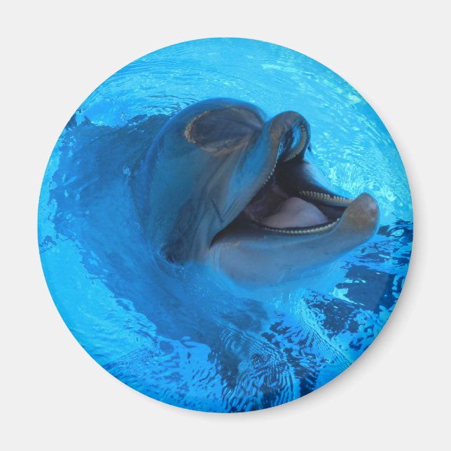 Dolphin Magnet (Framsidan)