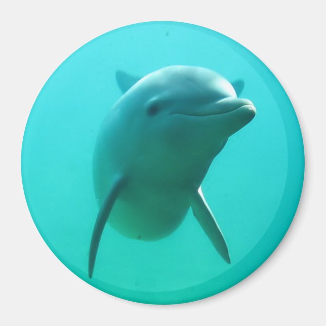 Dolphin Magnet (Framsidan)