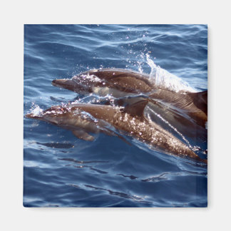 Dolphin Magnet mamma och Baby