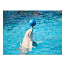 Dolphin med boll