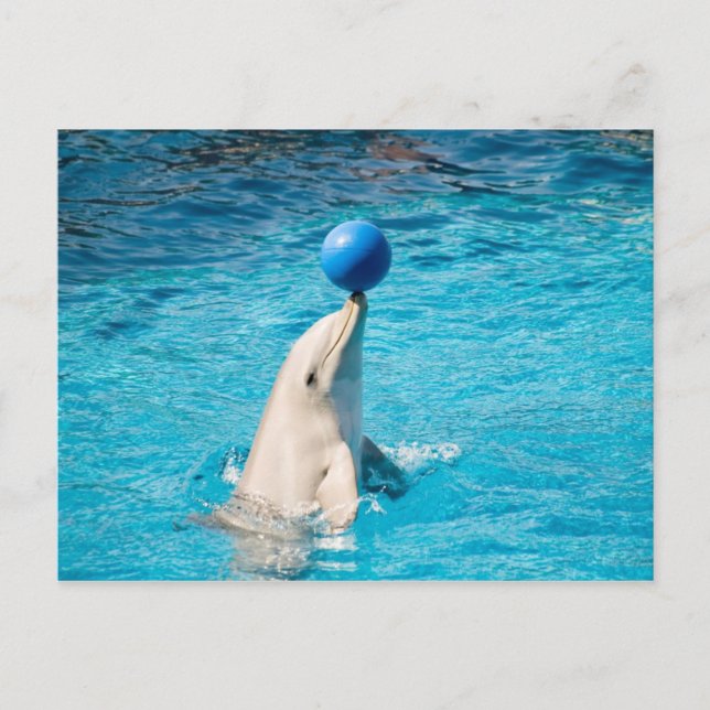 Dolphin med boll vykort (Framsida)