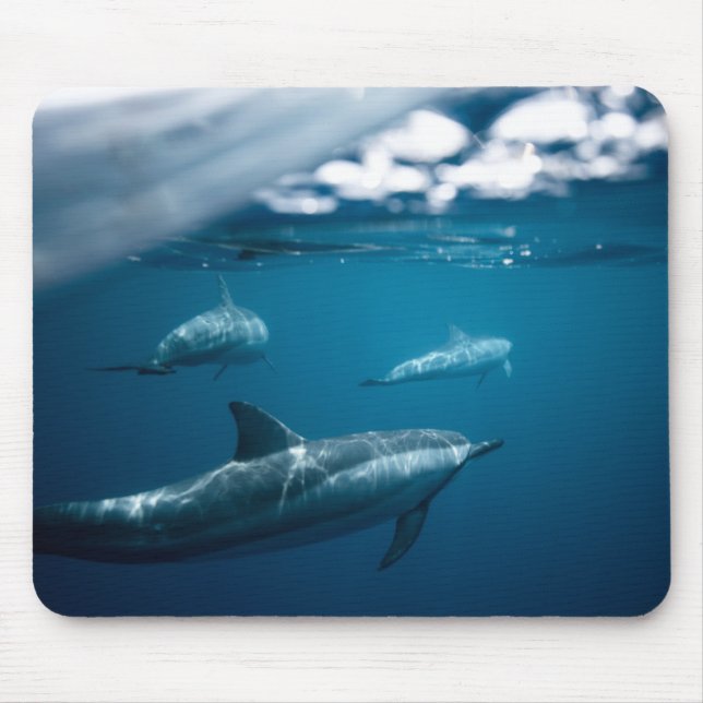 Dolphin Musmatta (Framsidan)