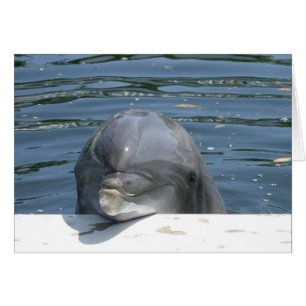 Dolphin OBS Kort