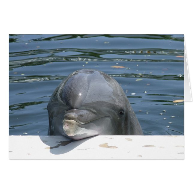 Dolphin OBS Kort (Framsidan Horizontal)