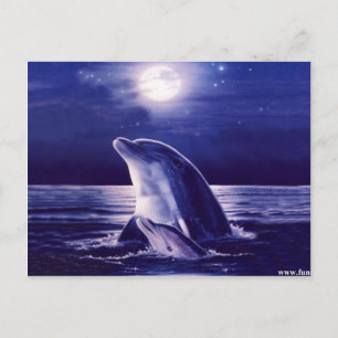 Dolphin och Baby Vykort