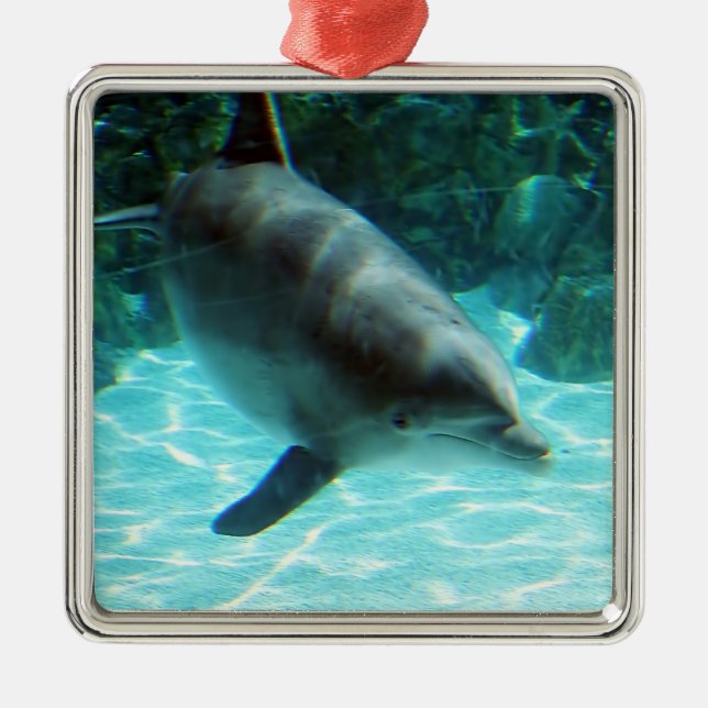 Dolphin Ornament (Framsidan)