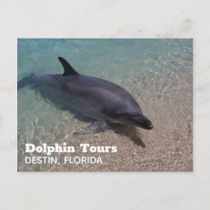 Dolphin Photograph i Florida Vykort