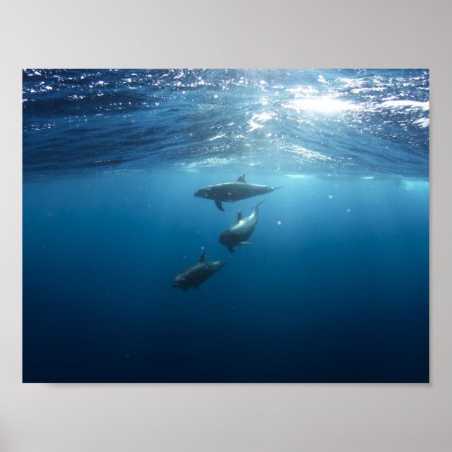 Dolphin pod simning under vatten poster (Framsidan)