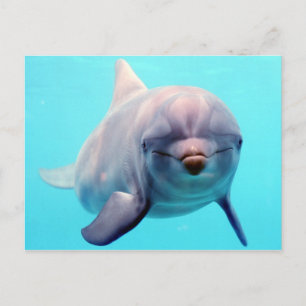 Dolphin porträtt vykort