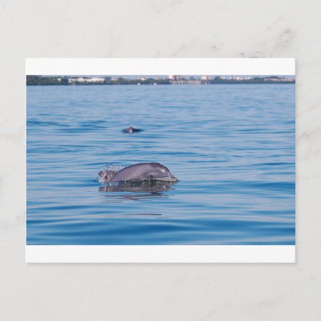 Dolphin Postcard Vykort (Framsida)