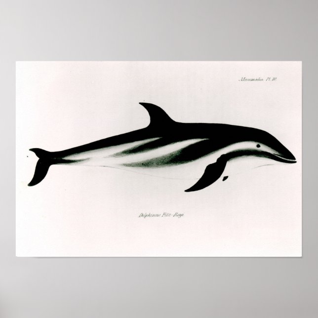 Dolphin Poster (Framsidan)