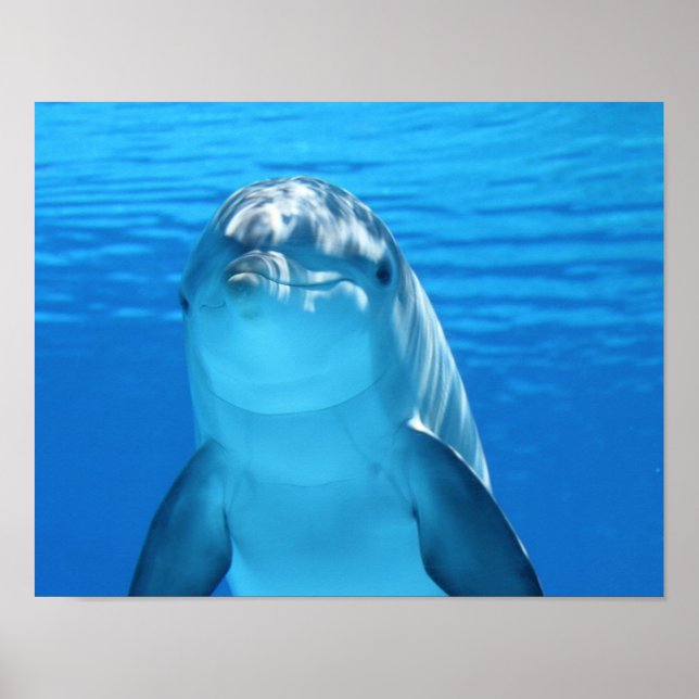 Dolphin poster (Framsidan)