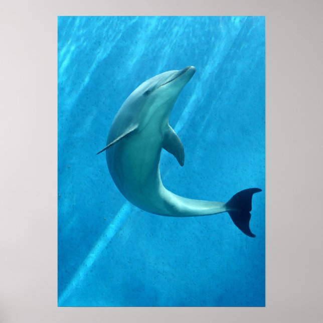 Dolphin Poster (Framsidan)